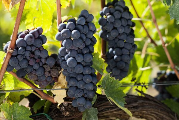 grapes-black-on-vine